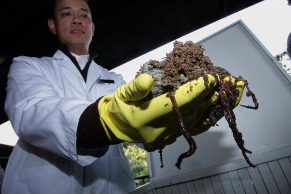 Uzņēmuma “Sunburst Biotechnologies Ltd.” izpilddirektors Tse Či-kajs (Tse Chi-kai) rāda dūņu paraugu no atkritumiem un sliekām. 02.01.2008.