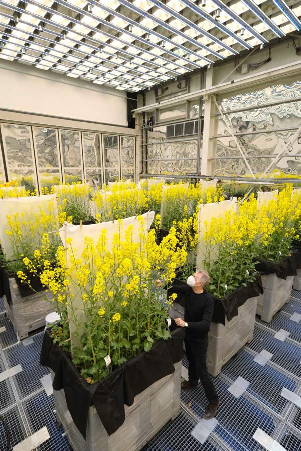 Leibnica Augu ģenētikas un kultūraugu selekcijas institūta pētnieks testē rapšu augus laboratorijā ar regulējamiem augšanas apstākļiem – temperatūru, gaismu, mitrumu, gaisa plūsmu, CO2 saturu u.c. Gaterslebena, Vācija, 2021. gads.
