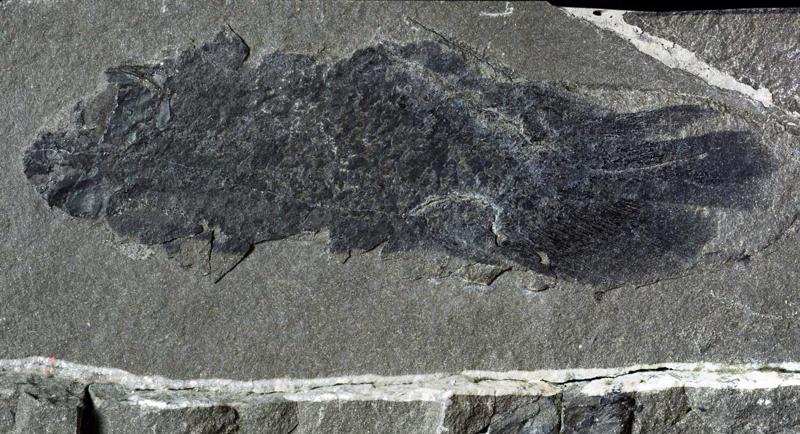 Daivspurzivs Tristichopterus alatus fosilija. Vidējais devons, Skotija.