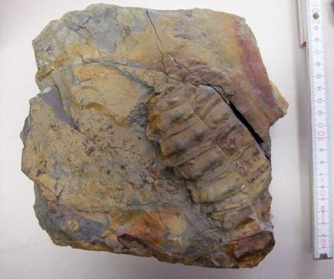 Daudzkāja Arthropleura fosilija Minsteres ģeoloģijas-paleontoloģijas muzejā. Karbons-apakšējais perms, Ziemeļamerika un Skotija.