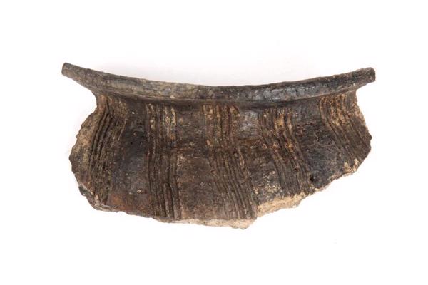 Māla ripas keramikas trauka mala. Trauks rotāts ar pieczobu ķemmi ievilktām vertikālām līnijām. Talsu pilskalns, 10.–13. gs.