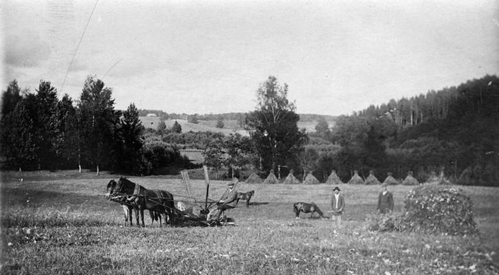 Siena vākšanas darbi latviešu zemnieka sētā. Latvija, 1921. gads.