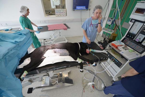 Labradoram veikta multiplā zarnu biopsija mazo dzīvnieku slimnīcā Glāzgovas Universitātes Veterinārmedicīnas skolā. Glāzgova, Skotija, 30.40.2013.
