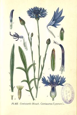 Zilās rudzupuķes (Centaurea cyanus) zīmējums. 19. gs. vidus.