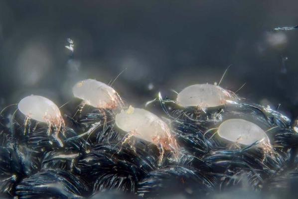 Putekļu ērces (Dermatophagoides pteronyssinus), fotografētas ar mikroskopu objektīvu. 2010. gads.