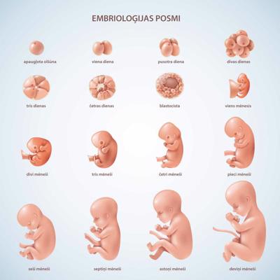 Embrioloģijas posmi.