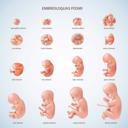 embrioloģijas posmi