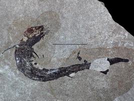 Gandrīz pilns akantodes Acanthodes lopatini fosilizēts ķermenis. Apakšējais karbons, Sibīrija.