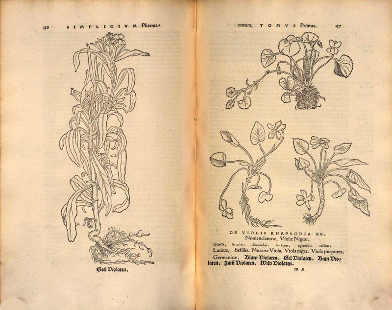Atvērums Oto Braunfelsa grāmatā "Dzīvu augu attēli". 1530. gads.