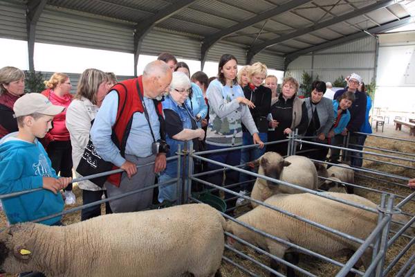 Aitu saimnieki iepazīst pareizu jēru barošanu, aitu grūsnības plānošanu un turēšanas apstākļus. Limbažu novads, 2014. gads.