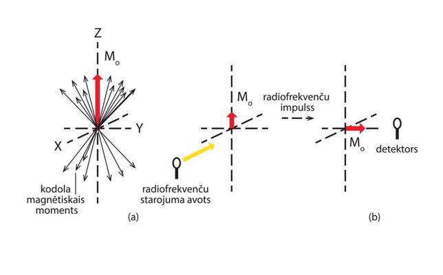(a) Magnētisko dipolu precesija koordinātu sistēmas "z" ass virzienā vērstā ārējā magnētiskā laukā, kas vielā rada magnetizāciju M0; (b) magnetizācijas vektora M0 pārorientēšana pēc radiofrekvenču impulsa pievadīšanas.