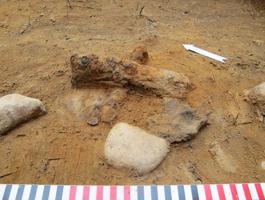 Daļa no arheoloģiskajos izrakumos atsegtā 1. kapa Īles meža senkapu V uzkalniņā. 10.07.2014.