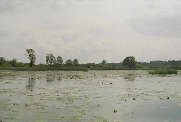 Skuķu ezera austrumu daļa vasaras mazūdens periodā. 2004. gads.