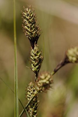 Buksbauma grīslis (Carex buxbaumii). Ķemeru Nacionālais parks, 2011. gads.