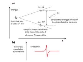 (a) Zēmana efekts brīvam elektronam – spina apakšlīmeņu enerģija atkarība no ārējā magnētiskā lauka vērtības; (b) EPR spektrs, izpildoties rezonanses nosacījumam.