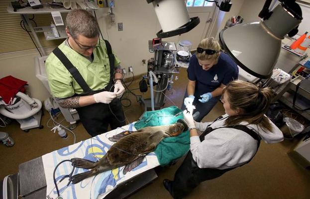 Jūras zīdītāju centrā (Marine Mammal Center) veterinārārsti pārbauda slima un nepietiekami barota jūras lauvu mazuļa acis. Sosalito, ASV, 24.02.2015.