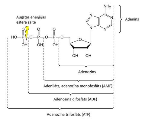 9. attēls. Adenozīns un tā fosfāti.
