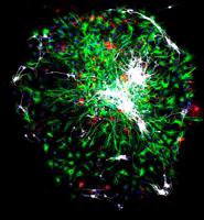 Ar konfokālās lāzera skenējošās mikroskopijas metodi iegūts attēls, kas atspoguļo izolētu cilmes šūnu neiroģenēzes procesā diferencējušās šūnas: neironus (balti), astrocītus (zaļi) un oligodendrocītus (sarkani).