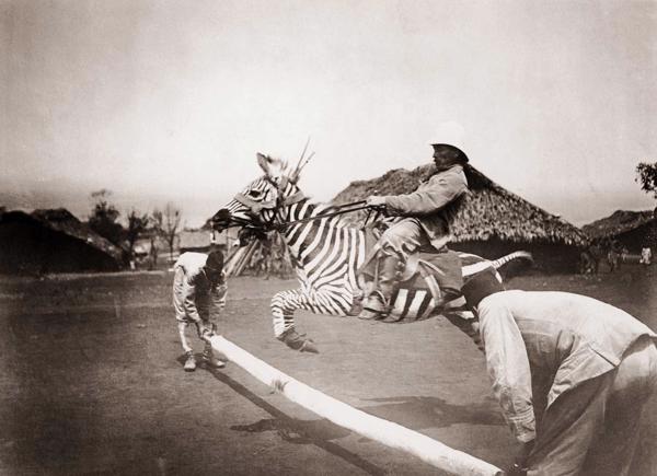 Vācu virsnieks veic lēcienu pieradinātas zebras mugurā Vācijas Austrumāfrikā, ap 1910. gadu.
