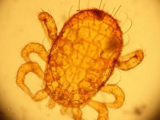 Augsnē dzīvojoša ērce Epicrius mollis (mikroskopēšanas preparāts).