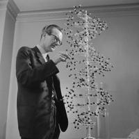 Moriss Vilkinss pēta DNS molekulārās struktūras modeli. 1962. gads.