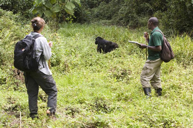 Maksa Planka Evolucionārās antropoloģijas institūta pētnieki novēro pieradinātās kalnu gorillas. Uganda, 13.07.2007.