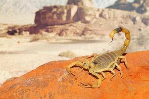 Palestīnas dzeltenais skorpions Leiurus quinquestriatus – to uzskata par visbīstamāko skorpionu pasaulē. 2017. gads.