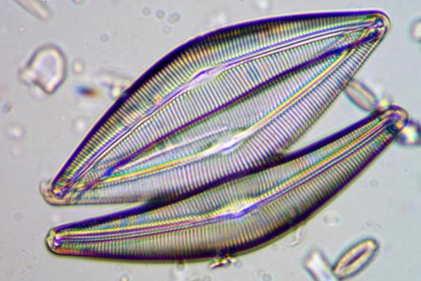 Kramaļģes mikroskopā, tās pielieto kā indikatororganismus upju vides kvalitātes novērtēšanā.