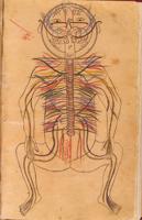 Avicennas zīmētā cilvēka nervu sistēma enciklopēdijā “Medicīnas kanons”.