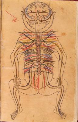 Avicennas zīmētā cilvēka nervu sistēma enciklopēdijā “Medicīnas kanons”.