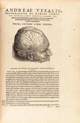 Andreasa Vezālija viens no smadzeņu uzbūves atveidojumiem darbā “Par cilvēka ķermeni septiņās grāmatās” (De Humani Corporis Fabrica, libri septem, 1543).