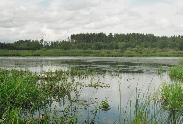 Dvietes ezers vasaras mazūdens periodā. 2004. gads.