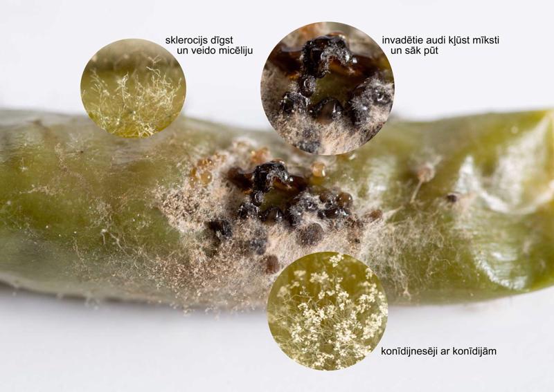 Botrytis spp. sklerociji, konīdijnesēji un konīdijas uz zaļā čili audiem. Šo slimību parasti sauc par pelēko puvi.