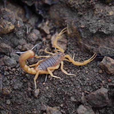 Indijas sarkanais skorpions Hottentotta tamulus. 2012. gads.