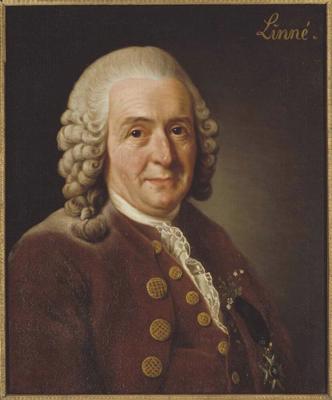 Karls fon Linnejs (Carl von Linné). 1775. gads.