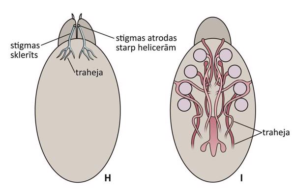 Ērču elpošanas orgāni: H – Prostigmata (Parasitengonina); I – Oribatida (saliktā traheju sistēma).