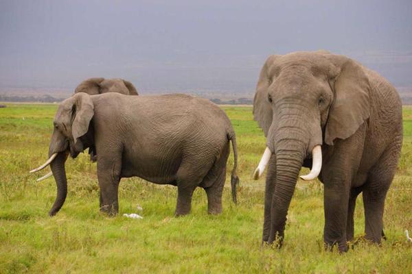 Ziloņi Amboseli nacionālajā parkā Kenijas dienvidos. 2016. gads.