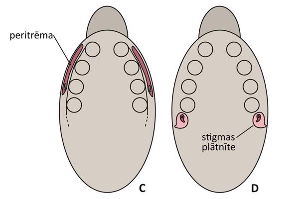 Ērču elpošanas orgāni: C – Holothyrida; D – Ixodida (Ixodidae).