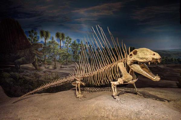Perma perioda rāpuļa Dimetrodon labi saglabājies skelets zinātnes muzejā (Royal Tyrrell Museum of Palaeontology). Alberta, Kanāda, 06.07.2017.