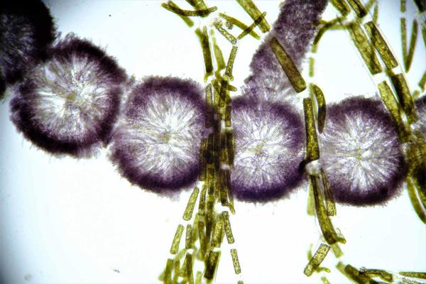 Sārtaļģes (Batrachospermum, tīras, ar skābekli bagātas vides rādītājs), un zaļaļģes (Cladophora glomerata, liecina par eitrofikāciju) caurejošās gaismas mikroskopā.