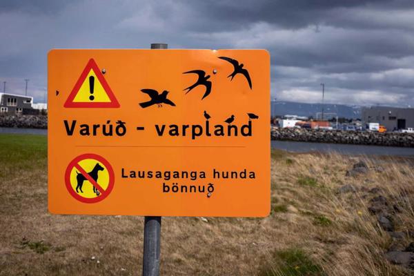 Zīme islandiešu valodā “Uzmanību – putnu ligzdošanas vieta. Suņiem brīvi pārvietoties aizliegts!” Hafnarfjorda, Islande, 17.07.2021.