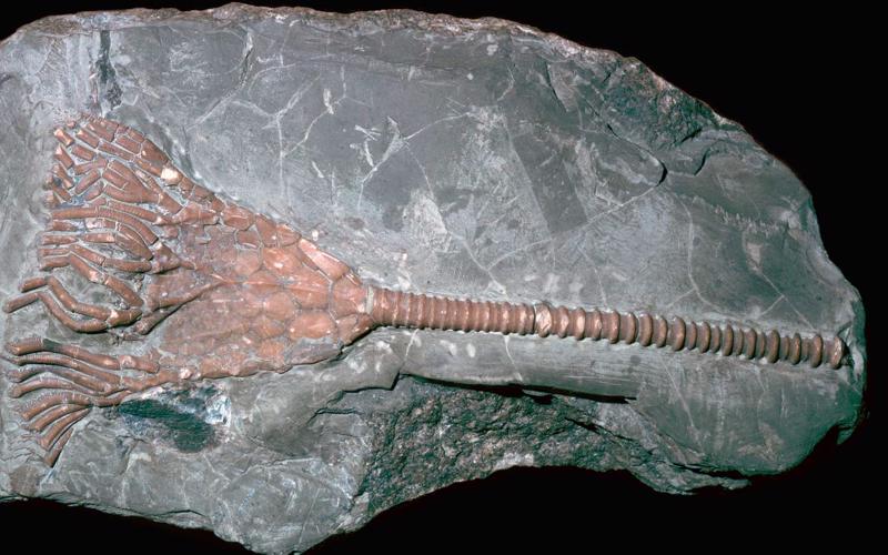 Jūras lilijas Periechinocrinus fosilija no Anglijas silūra sistēmas slāņiem.