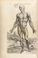 Andreasa Vezālija ilustrācija darbā “Par cilvēka ķermeni septiņās grāmatās” (De Humani Corporis Fabrica, libri septem, 1543).