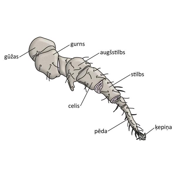 C. nemerdarius (Krantz, Whitaker) (Mesostigmata, Macrochelidae) tēviņa IV pāra kāja (Krantz, Whitaker, 1988).