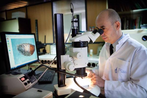 Pētot insektus mirušā ķermenī, tiek noteikts nāves iestāšanās laiks. Francija, 2012. gads.