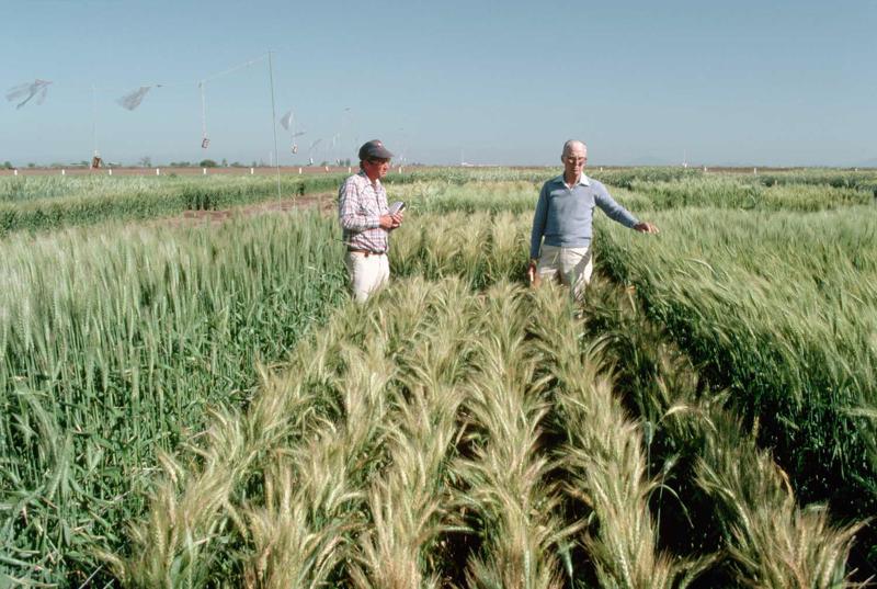 No labās: Normans Borlaugs ar kolēģi eksperimentālajā kviešu laukā Meksikā. 1983. gads.