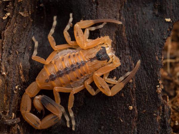 Tityus stigmurus ģints skorpions. Brazīlija, 09.12.2021.