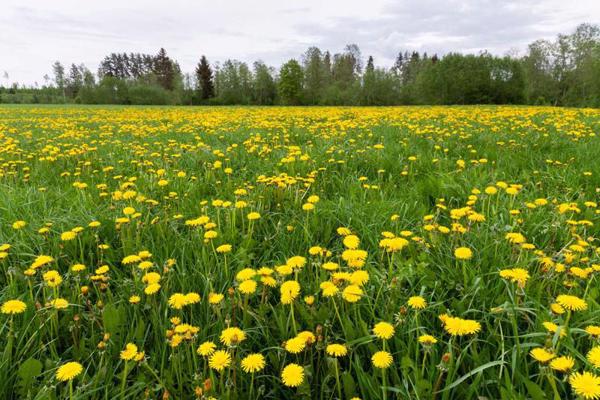 Pieneņu lauks pavasarī. Igaunija, 2021. gads.